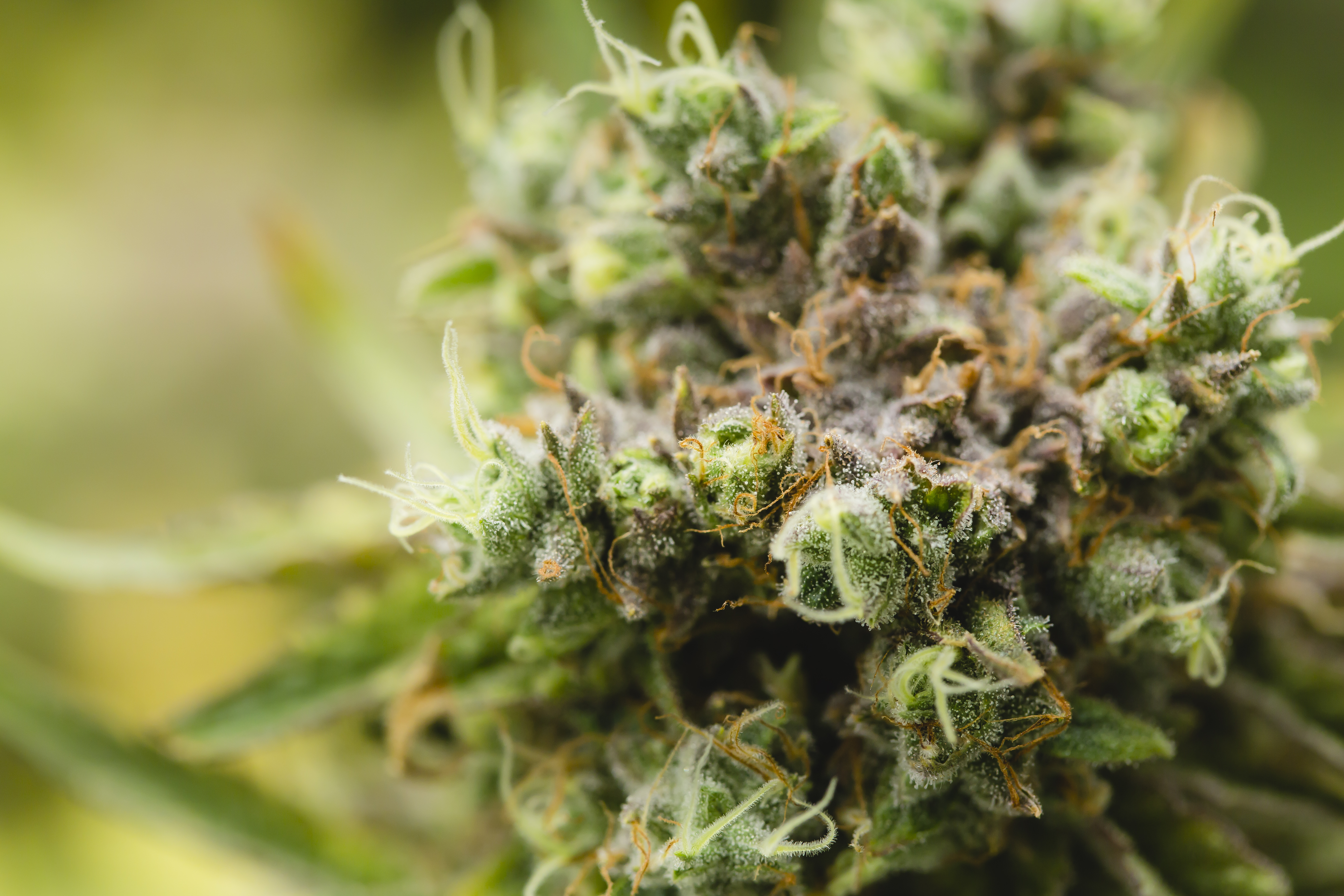 Boaz Pharmaceuticals