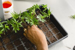 Cloning-Kirsten-BOAZ-August 24 2018-9777068A9777