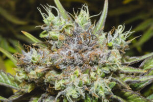 Trichomes-Kirsten-BOAZ-July 29 2019-3058_68A3058 Trichomes-Kirsten-BOAZ-July 29 2019-3058_68A3058