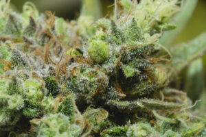 Trichomes-Kirsten-BOAZ-July 29 2019-3062_68A3062 Trichomes-Kirsten-BOAZ-July 29 2019-3062_68A3062