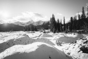 Forget Me Not-00731DSC00731 Forget Me Not-00731DSC00731